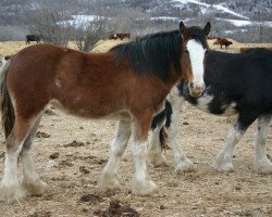 Zuchtstute Josie's Sir El Jezebelle (Clydesdale, 2010, von Grandview Sir El Capitan)