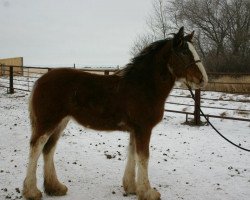 Pferd Josie's Sir El Delilah (Clydesdale, 2011, von Grandview Sir El Capitan)