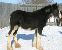 horse Josie's Mr. Jock Becca (Clydesdale, 2012, from Cranbrook's Mr. Jock)