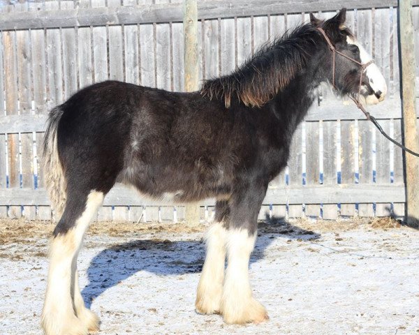 horse Josie's Hightower Lane (Clydesdale, 2015, from Hatfield Hightower)