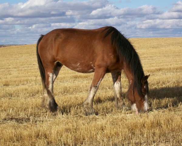 broodmare Kerrie's Major Lily (Clydesdale, 1999, from Donegal Major)