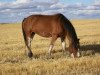 Zuchtstute Kerrie's Major Lily (Clydesdale, 1999, von Donegal Major)