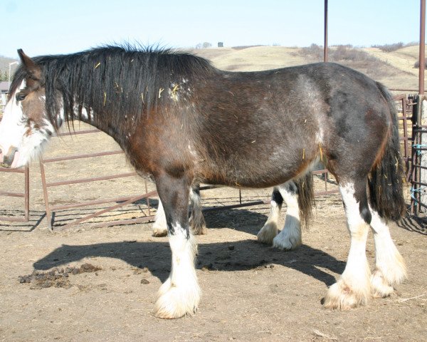 broodmare Lily's Gunsmoke Josie (Clydesdale, 2005, from Joseph Lake's Gunsmoke)