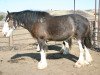 broodmare Lily's Gunsmoke Josie (Clydesdale, 2005, from Joseph Lake's Gunsmoke)