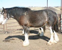 Zuchtstute Lily's Gunsmoke Josie (Clydesdale, 2005, von Joseph Lake's Gunsmoke)