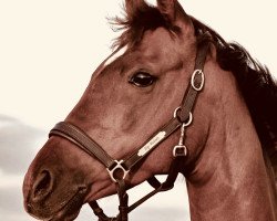 dressage horse Top Melody (German Riding Pony, 2012, from Top Montreal)