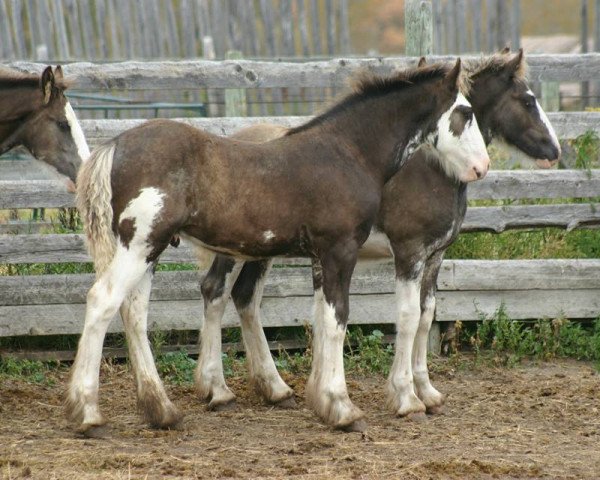 stallion Josie's Hightower Dane (Clydesdale, 2014, from Hatfield Hightower)