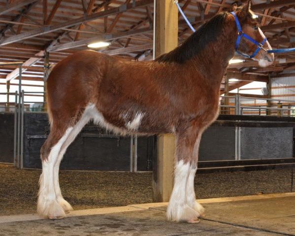 horse Josie of Liberty Lake (Clydesdale, 2019, from Irish Thunder's Celtic Finnegan)