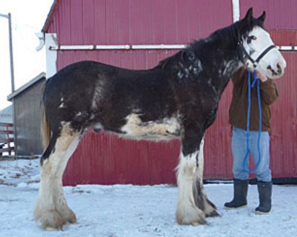 Pferd Joseph Lake's Marshall Dillon (Clydesdale, 2010, von Willow Way Marshall)