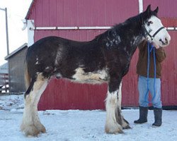 horse Joseph Lake's Marshall Dillon (Clydesdale, 2010, from Willow Way Marshall)