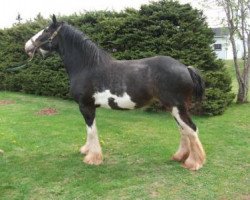 horse Joseph Lake's Joan (Clydesdale, 2011, from Tartan Macleod)