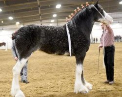 horse Joseph Lake's Belle (Clydesdale, 2017, from Amethyst Noah)