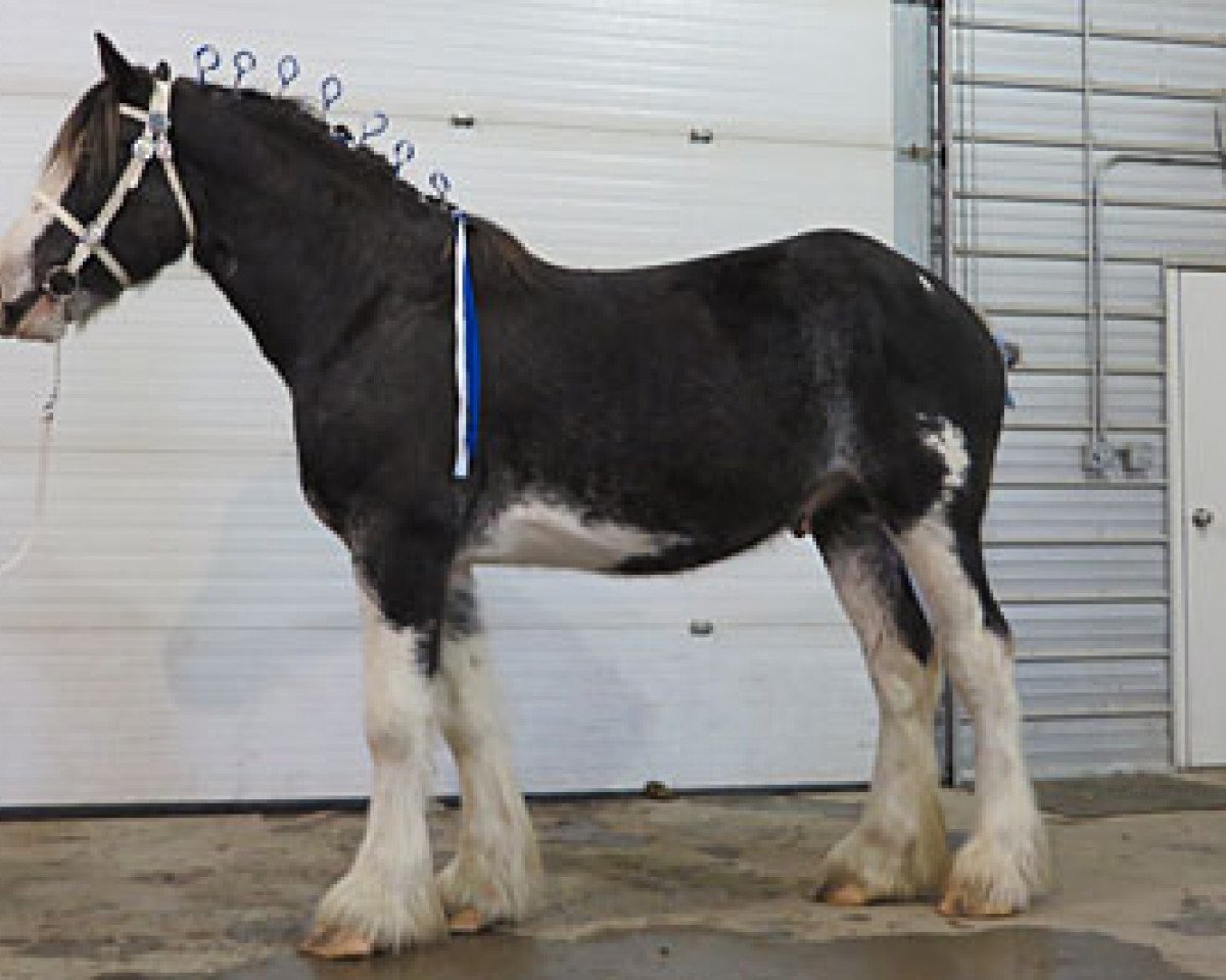 stallion Joseph Lake's Titan (Clydesdale, 2011, from Tartan Macleod)