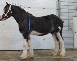 stallion Joseph Lake's Titan (Clydesdale, 2011, from Tartan Macleod)