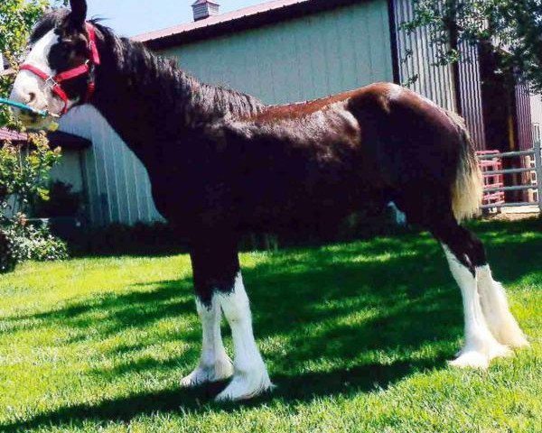 Pferd Joseph Lake's Major Tom (Clydesdale, 2015, von Amethyst Royal Dancer)