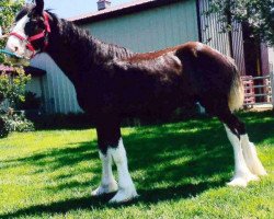 horse Joseph Lake's Major Tom (Clydesdale, 2015, from Amethyst Royal Dancer)