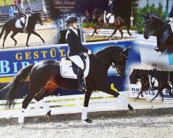 Dressurpferd Miss Dreamy (Deutsches Reitpony, 2012, von Mc Fly High D)