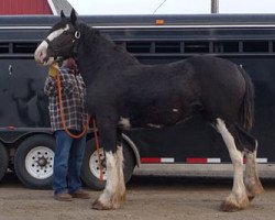 Zuchtstute Joseph Lake's Mac's Patsy (Clydesdale, 2011, von Tartan Macleod)