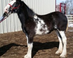 Pferd Joseph Lake's Lola (Clydesdale, 2014, von Tartan Macleod)