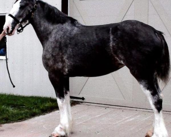 broodmare Joseph Lake's Dixie (Clydesdale, 2006, from Green Valley Barney)