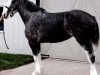 Zuchtstute Joseph Lake's Dixie (Clydesdale, 2006, von Green Valley Barney)