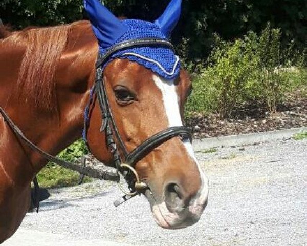 horse Vicky S (German Riding Pony, 2001, from Vis-A-Vis II)