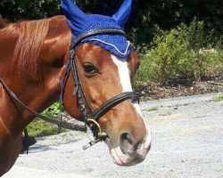 dressage horse Vicky S (Deutsches Reitpony, 2001, from Vis-A-Vis II)