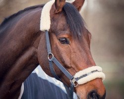 jumper Coreal Cassis (Hanoverian, 2006, from Calido I)