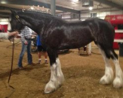 Pferd Joseph Lake's Charlotte (Clydesdale, 2015, von Tartan Macleod)