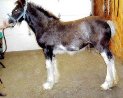 Zuchtstute Heart Mt. Dancing Matilda (Clydesdale, 2016, von Amethyst Royal Dancer)