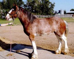 Zuchtstute Joseph Lake's Adrien (Clydesdale, 2012, von Tartan Macleod)