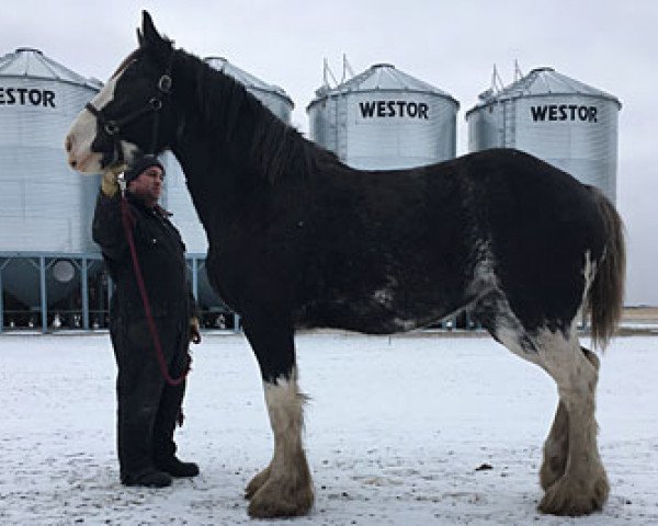 Pferd Joseph Lake's Blossom (Clydesdale, 2014, von Tartan Macleod)