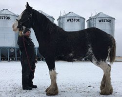 Pferd Joseph Lake's Blossom (Clydesdale, 2014, von Tartan Macleod)