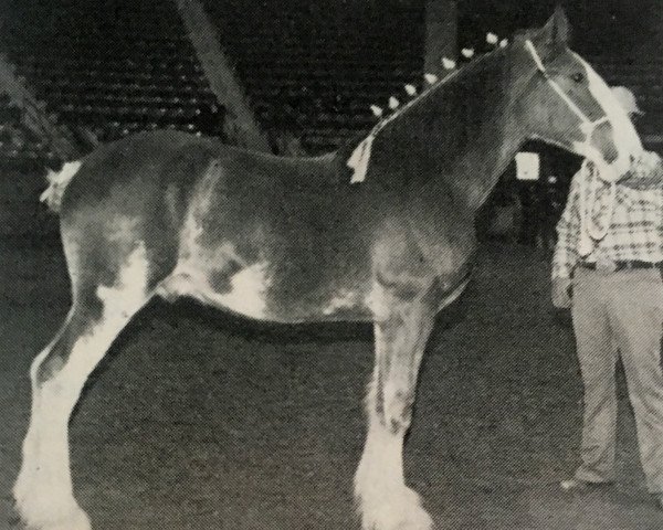 horse Jonesway Rough Again (Clydesdale, 1981, from Ideal Selector)