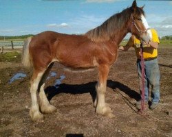 horse Jonesway Lochlyn Allusive (Clydesdale, 2018, from Jonesway Lochlyn)