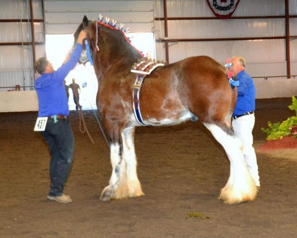 Deckhengst Jonesway Lochlyn (Clydesdale, 2012, von Big & Rich of Irish Thunder)