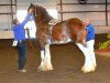 stallion Jonesway Lochlyn (Clydesdale, 2012, from Big & Rich of Irish Thunder)