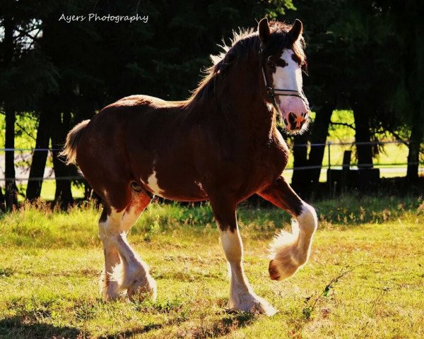 stallion Jonesway Leonidas (Clydesdale, 2007, from Northwest Arrows Zachary)