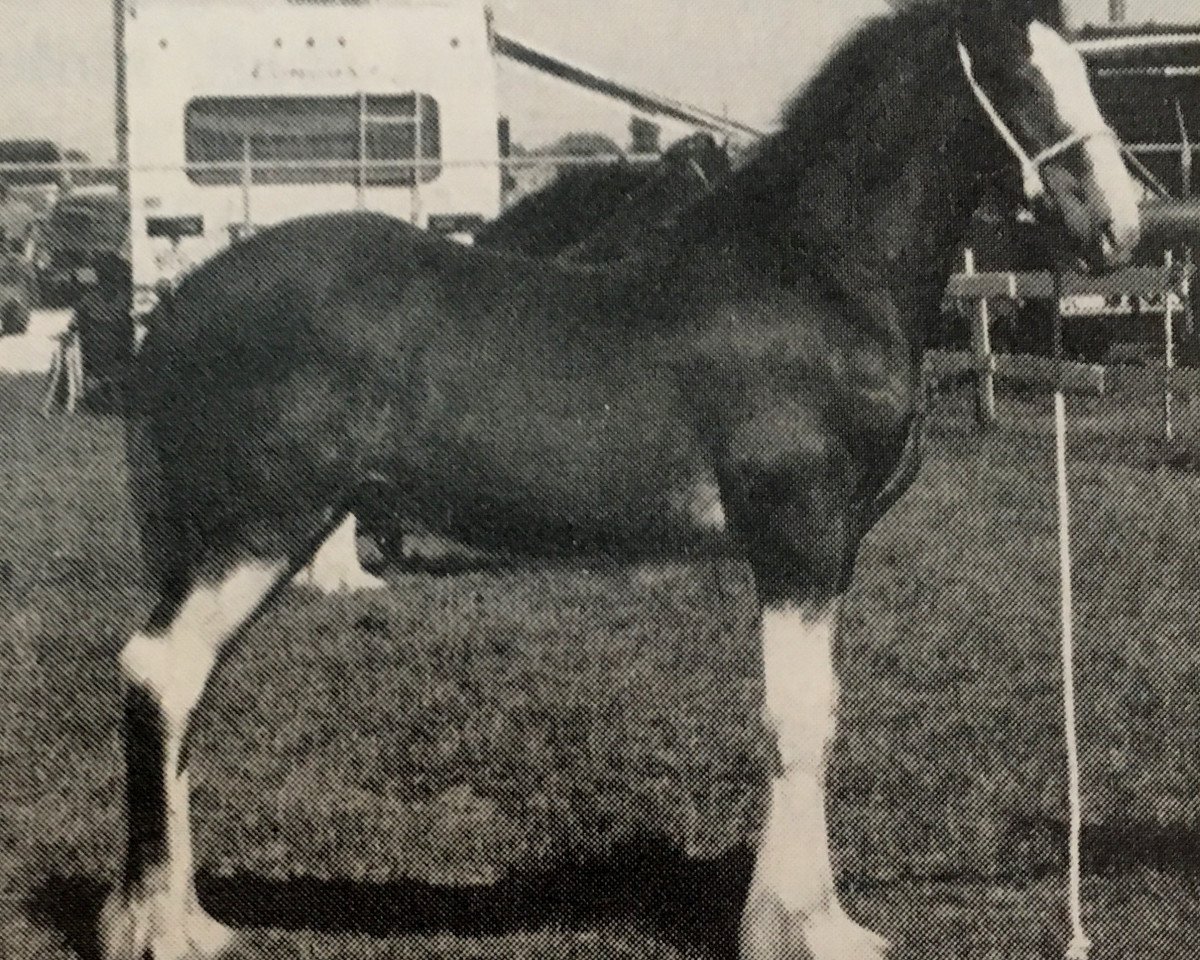 Deckhengst Jonesway Final Command (Clydesdale, 1988, von Solomon's Commander)
