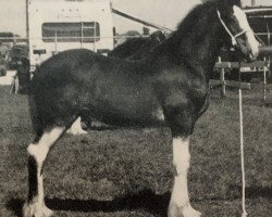 stallion Jonesway Final Command (Clydesdale, 1988, from Solomon's Commander)