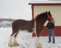 horse Jonesway Captain Krunch (Clydesdale, 2010, from Northwest Arrows Zachary)