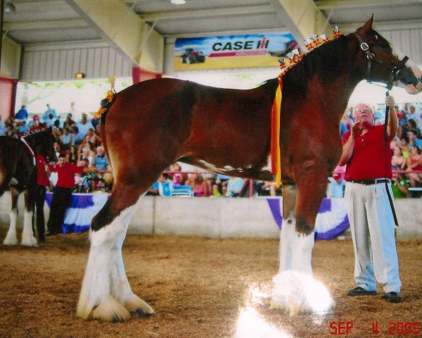 Pferd Jonesway Argus (Clydesdale, 2009, von Northwest Arrows Zachary)