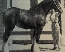 broodmare Jonesway Annie (Clydesdale, 1985, from Bardrill Prince of Wales)