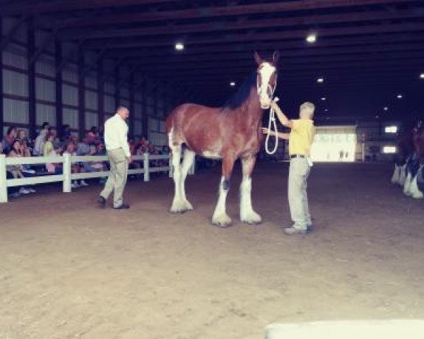 Zuchtstute Jonesway Allusion (Clydesdale, 2012, von Willow Way Fontaine)