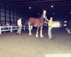 Zuchtstute Jonesway Allusion (Clydesdale, 2012, von Willow Way Fontaine)