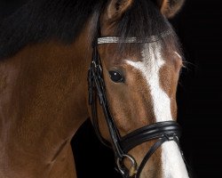 Pferd Parco (Belgisches Reitpony, 2011, von Principal Dream)