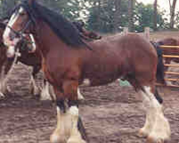 Deckhengst Johnny Walker (Clydesdale, 1980, von Muirton Sceptre)