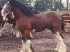 Deckhengst Johnny Walker (Clydesdale, 1980, von Muirton Sceptre)