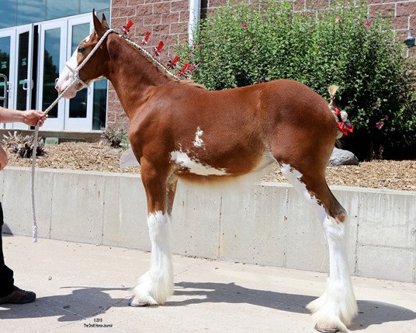 horse Janssen Farms Tarragon (Clydesdale, 2019, from Willow Way Kelso)