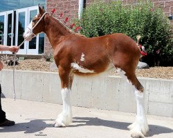 Pferd Janssen Farms Tarragon (Clydesdale, 2019, von Willow Way Kelso)